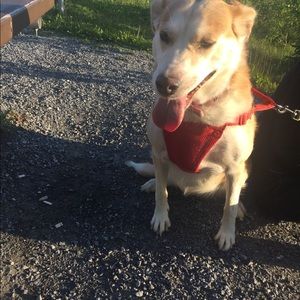 Meet your Posher, Samantha